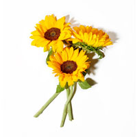 Sunflower Wax