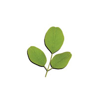 Moringa Leaf