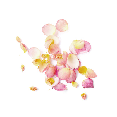 Bulgarian Rose