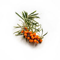 Sea Buckthorn Fruit Oil