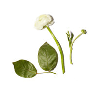 Tea Seed Oil